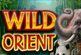 WILD ORIENT
