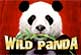 Wild Panda